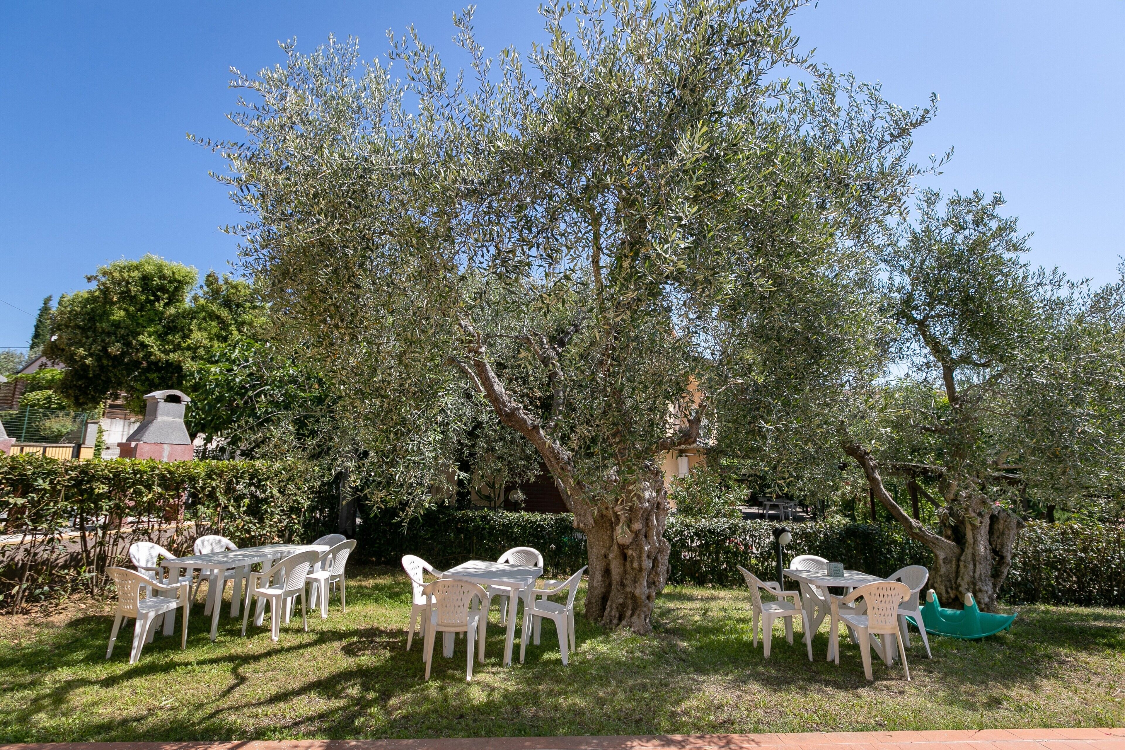 Une terrasse avec des chaises et une table en plastique blanc, entourée d’oliviers et d’une haie.