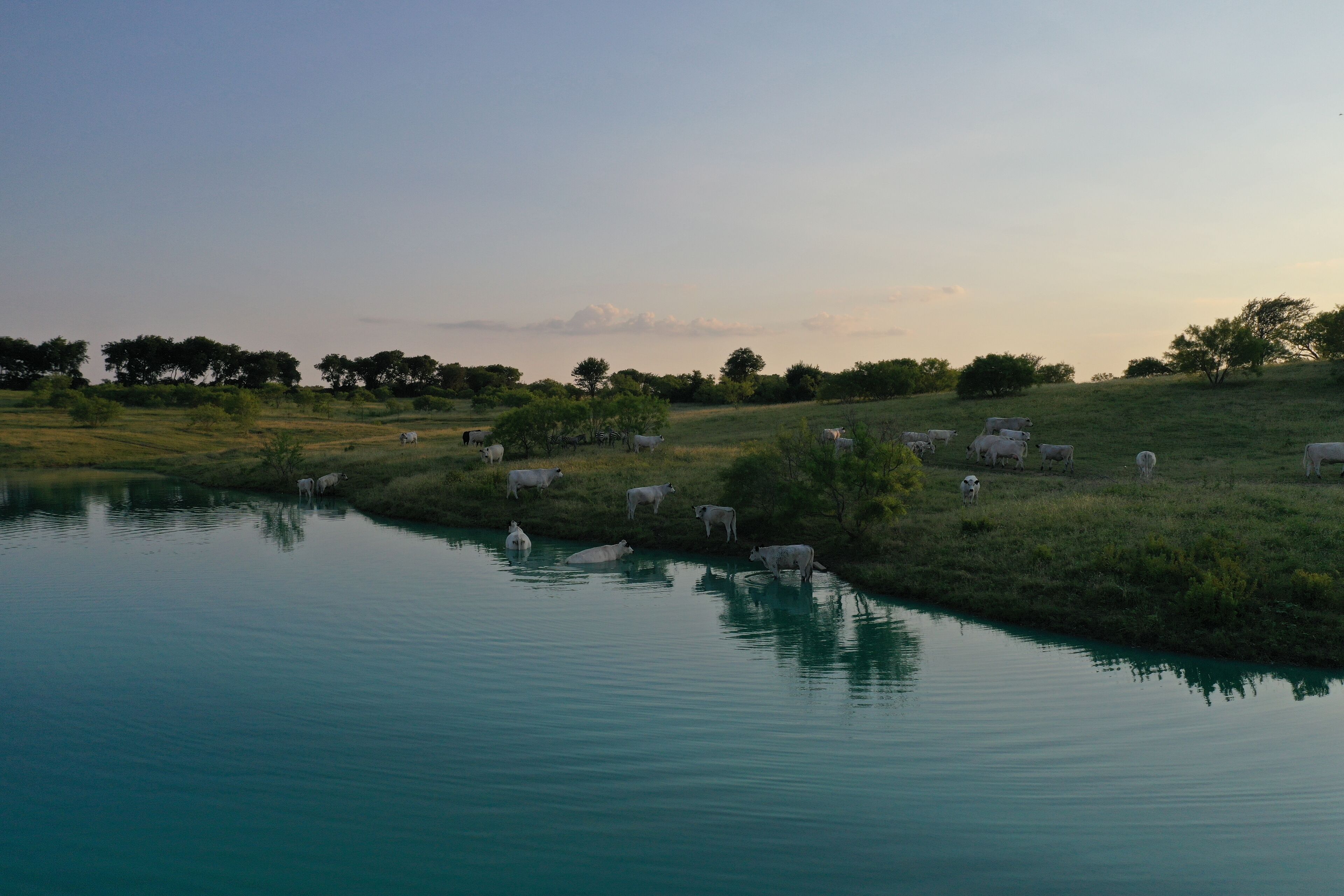 A serene landscape with a calm body of water reflecting the sky, surrounded by grazing cattle and trees.