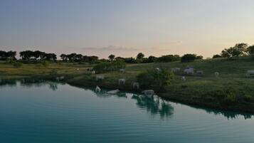 A serene landscape with a calm body of water reflecting the sky, surrounded by grazing cattle and trees.