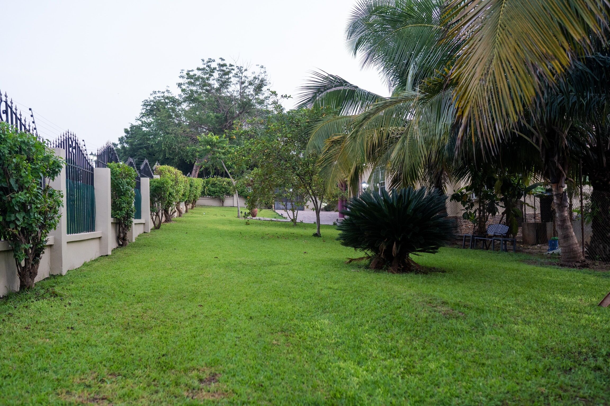 Un jardín cuidado con diversas plantas y una palmera.
