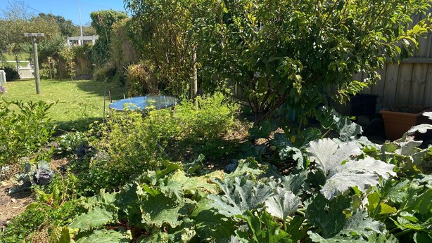 Un jardin avec différentes sortes de plantes, une clôture en bois et un petit étang.