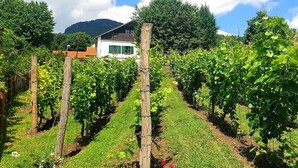 A vineyard with rows of grapevines, a wooden fence, and a white building with green shutters in the background. - Haus mitten in den Weinbergen - Haus 44. Frühstücksservice möglich! (Liběšice)