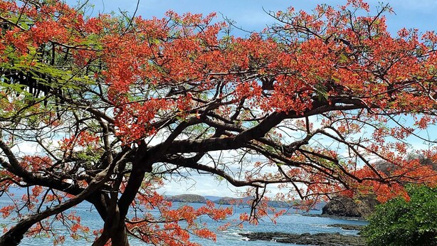 A tree with red flowers in front of a rocky shoreline and calm water. - Tropical Hideaway 2+2 Condo in Playa Coco Guanacaste (Ocotal, Sardinal, Carrillo)