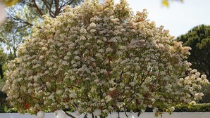 A tree with dense clusters of white flowers and green leaves, with hanging white lanterns. - Croissant de Lune (Bagard)
