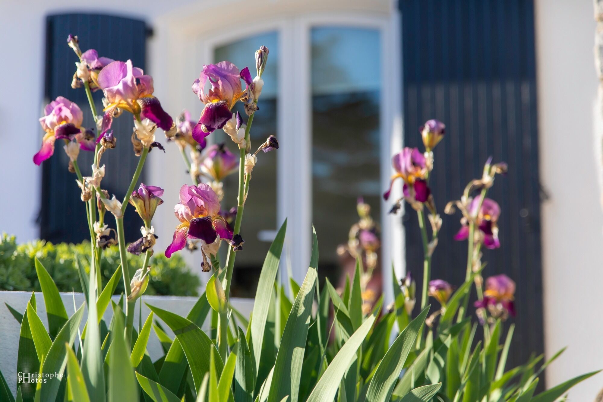 Un jardin aux fleurs violettes et blanches, situé devant un bâtiment à la façade blanche et aux volets sombres.