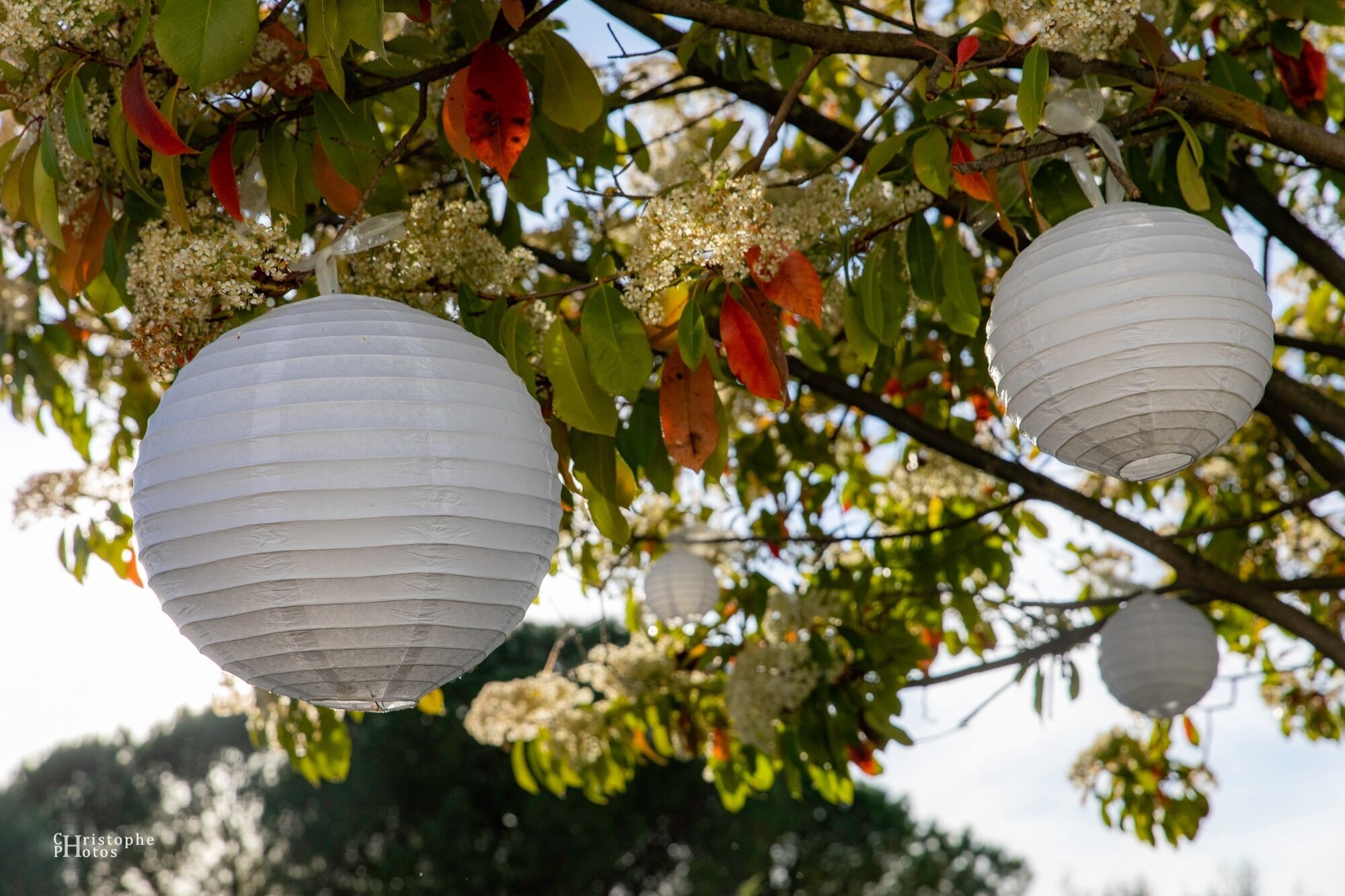 A tree with hanging white paper lanterns and red leaves.