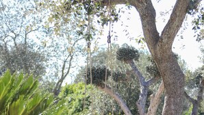 A tree with a swing set.