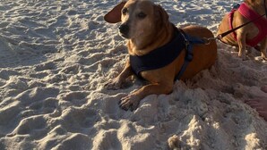 A beach with two dogs lying on the sand, one wearing a blue harness and the other a pink harness. - Gypsy Cottage · Walkable · Pet-Friendly PSJ (Port St. Joe)