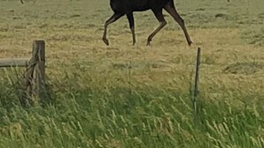 A moose in a grassy field with mountains in the background. - The Cow Lodge (Clark)