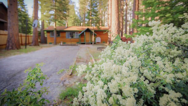 A cabin surrounded by tall trees and a bush with white flowers. - Whispering Pines Cabin - Family and pet Friendly Abode (South Lake Tahoe)