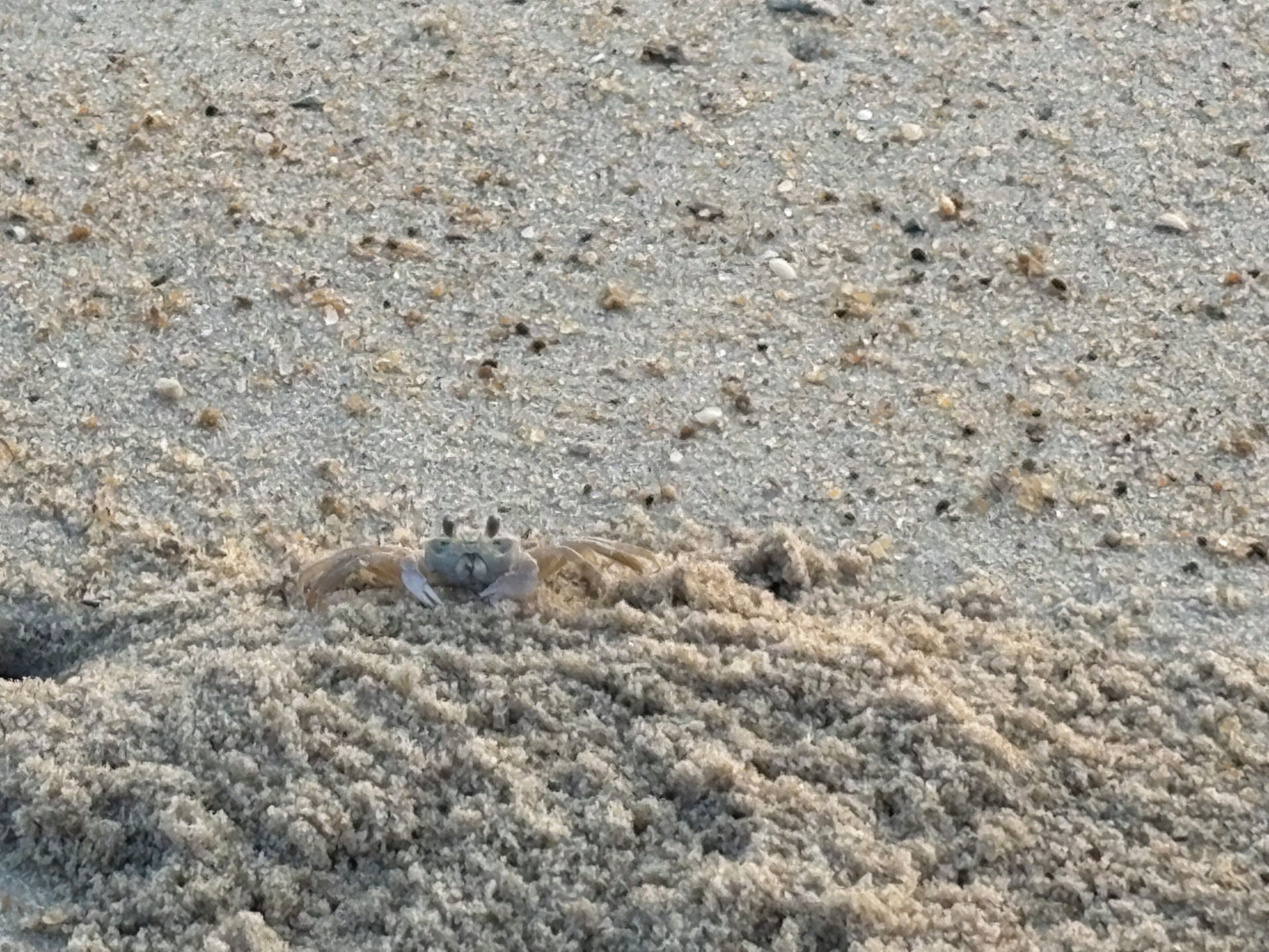 Una playa arenosa con un pequeño agujero de cangrejo.
