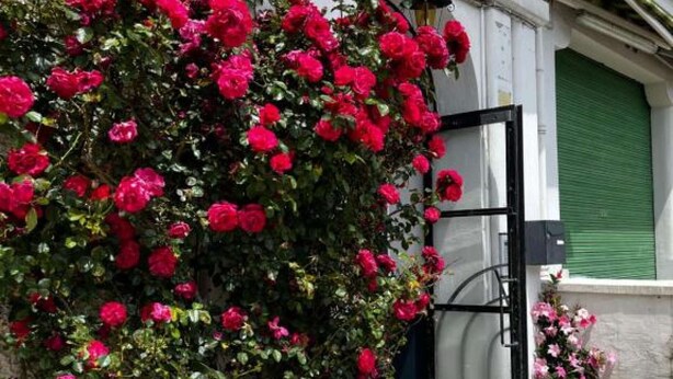 Un bâtiment à la façade en pierre, une porte à volets verts et un rosier au premier plan.