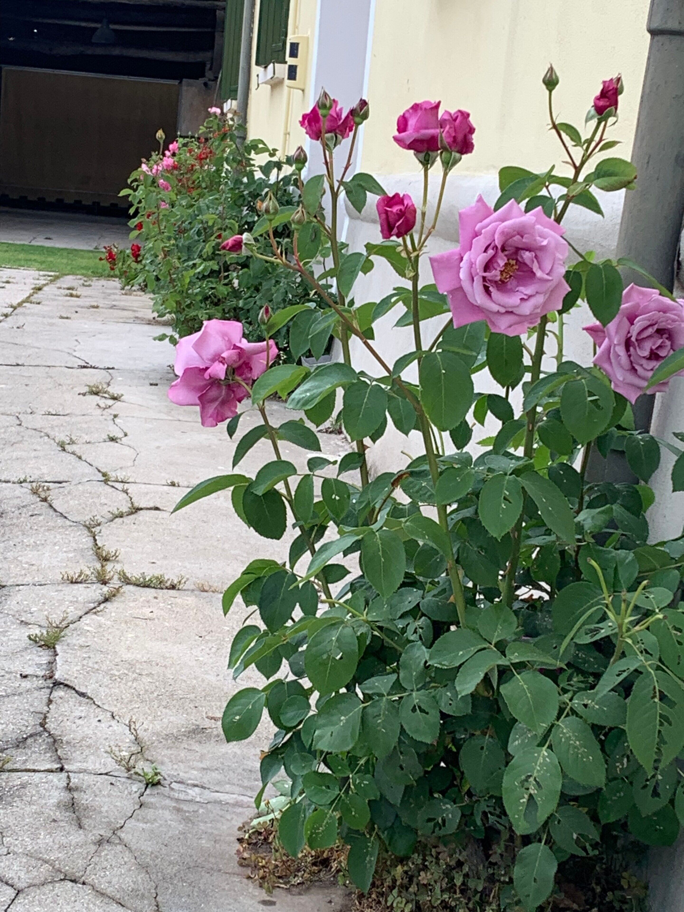 Ein Rosenbusch mit rosa Blüten und grünen Blättern entlang eines Betonweges.