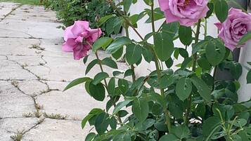 Ein Rosenbusch mit rosa Blüten und grünen Blättern entlang eines Betonweges.