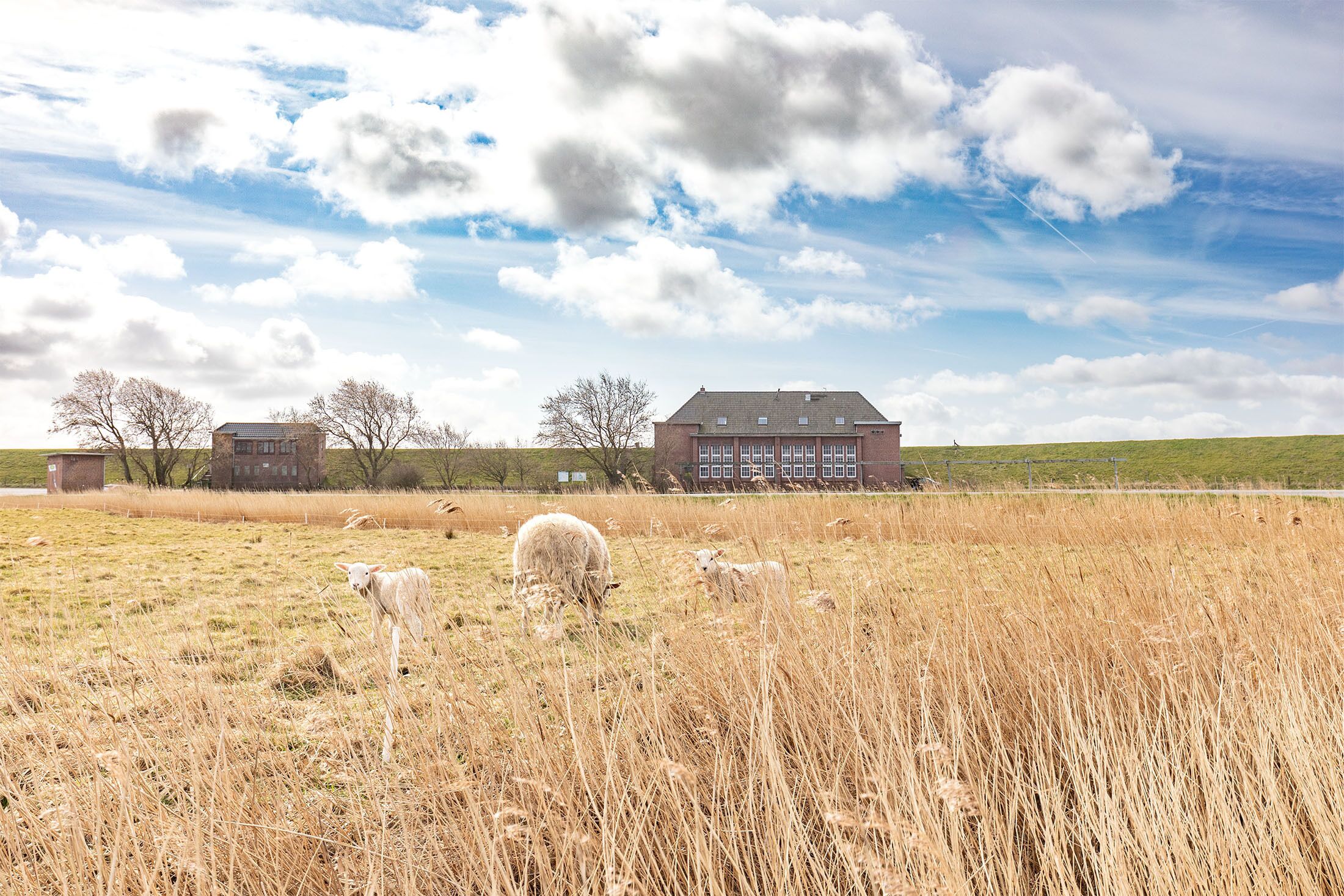 Ländliche Landschaft mit einem trockenen Grasfeld, vereinzelten schafartigen Tieren weidend, und einem großen Gebäude im Hintergrund.