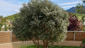 A tree in a landscaped garden with a wooden fence and a clear sky.