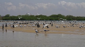 Tæt på stranden