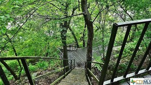 A wooden staircase surrounded by lush green foliage.