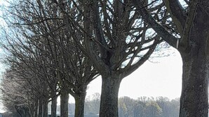 A row of trees with a grassy path and yellow flowers in the foreground. - Charming Wentworth Lodge With Countryside Views (Rotherham)