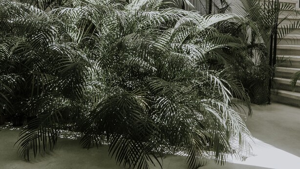 Un espacio interior amplio con una escalera, plantas en macetas grandes y suelo de hormigón.