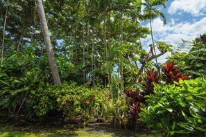 A dense tropical garden with various plants and trees.