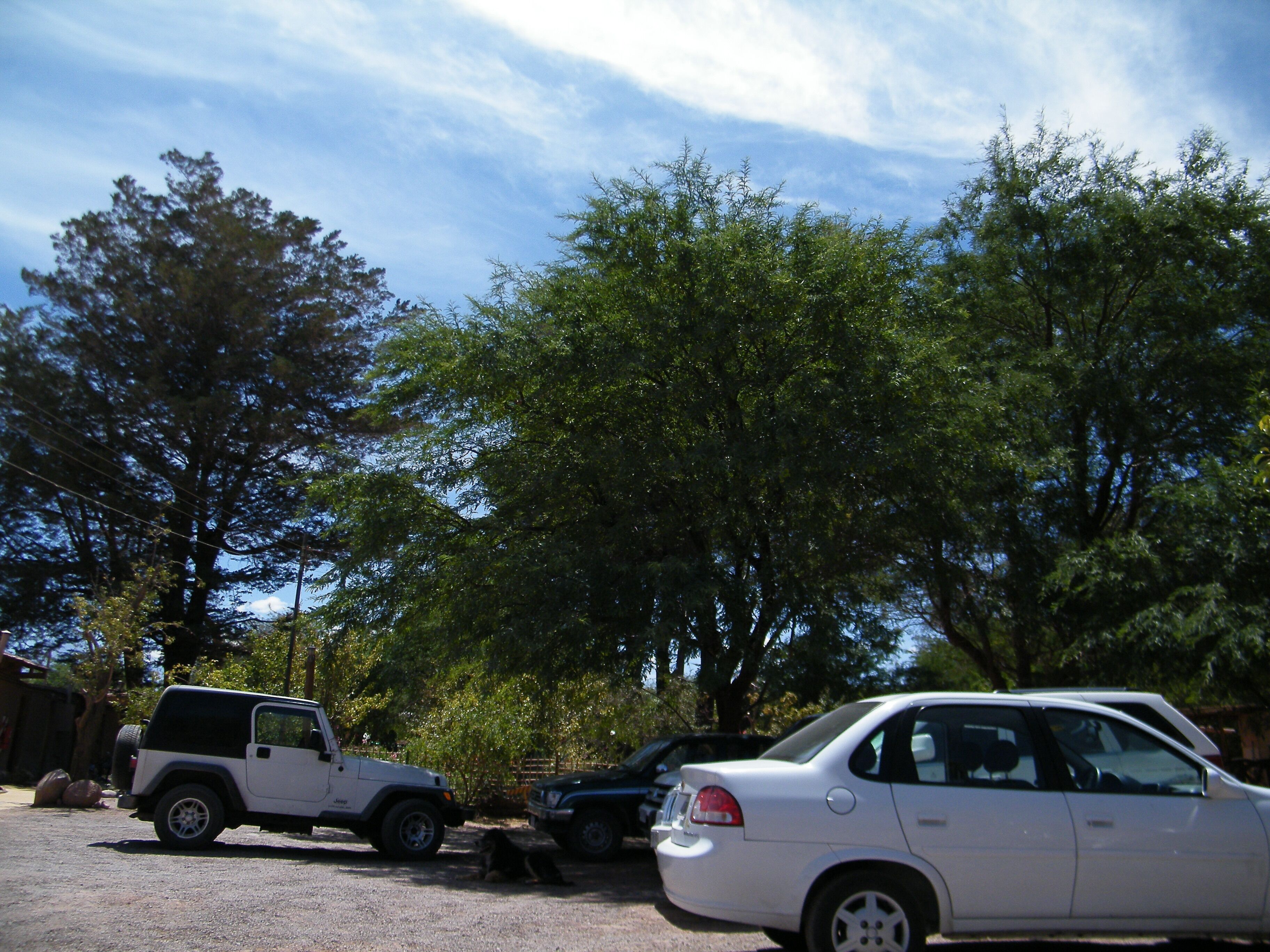 A parking area with a white SUV and a white sedan, surrounded by trees.