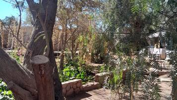 A garden with a large tree, stone walls, and various plants.