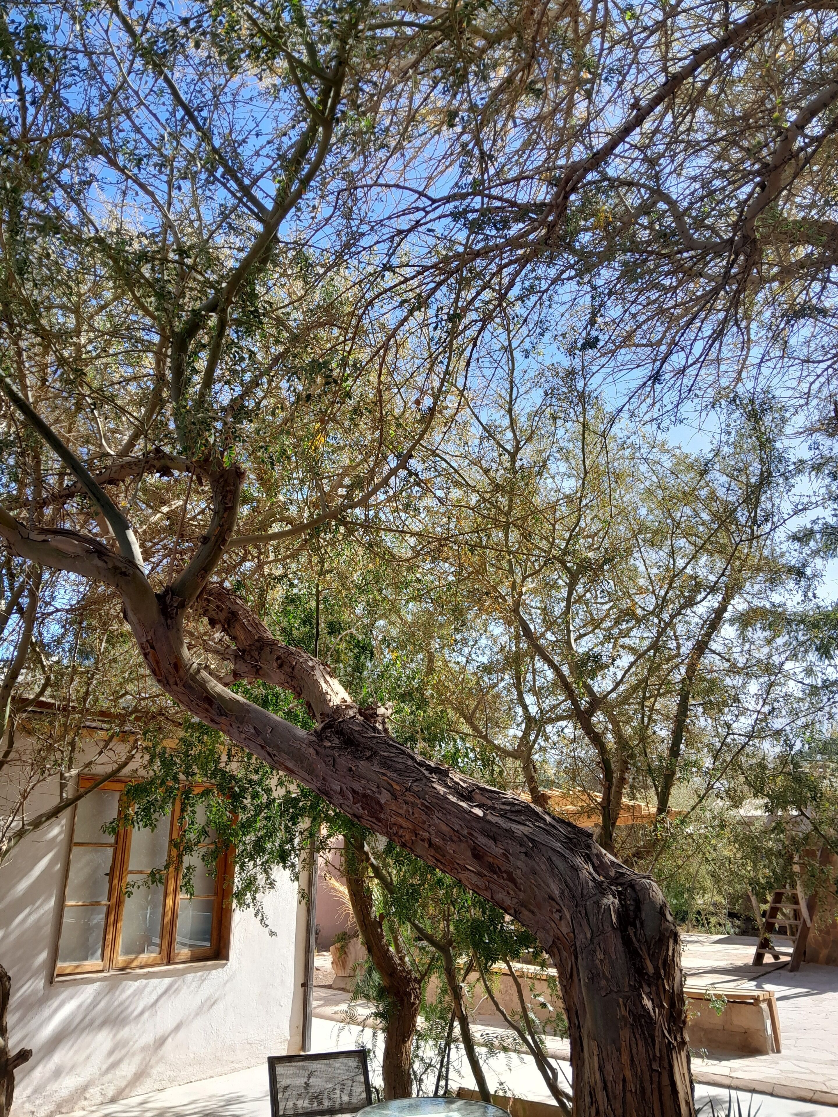 A tree with a thick trunk and sparse branches, a window with wooden frames, and a clear blue sky.