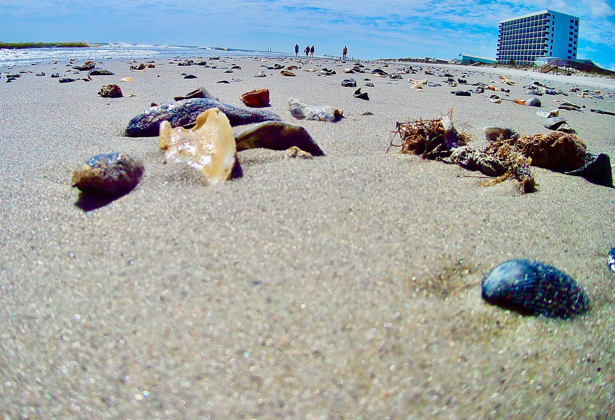 A beach with scattered rocks and shells.