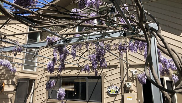 A building with purple wisteria hanging from the branches, a window with blinds, and a door.