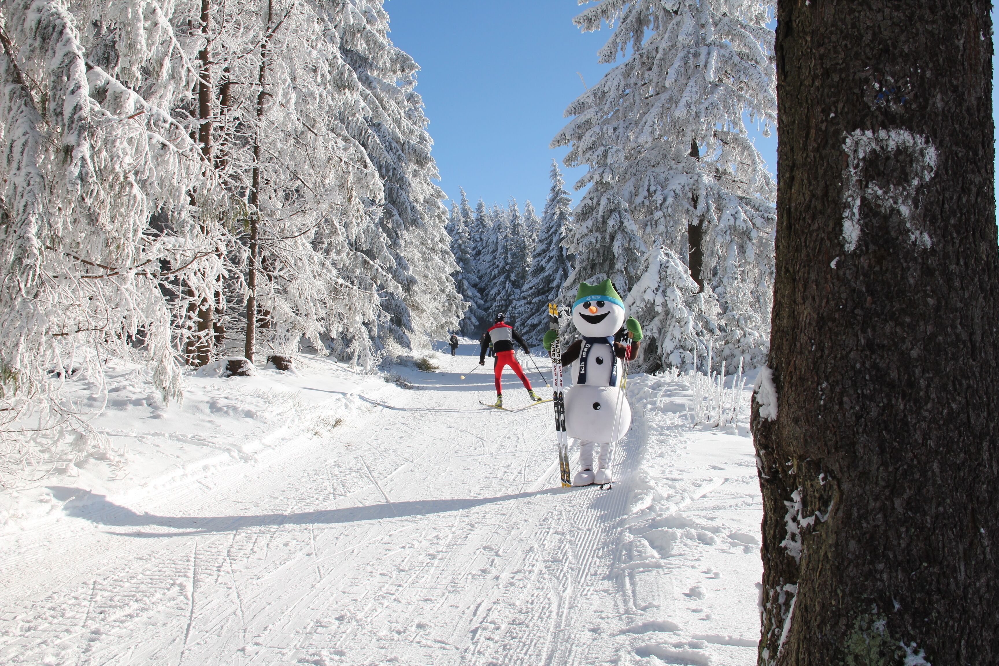 Pista de esqui coberta de neve, com árvores de ambos os lados.