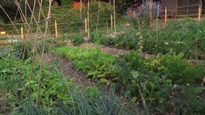 Ein Garten mit verschiedenen Gemüsesorten und Kräutern, Holzranken und einem Stacheldrahtzaun.