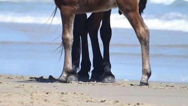 Two horses standing on a beach with the ocean in the background. - Awesome suite, 100 steps to the ocean! (Kitty Hawk)