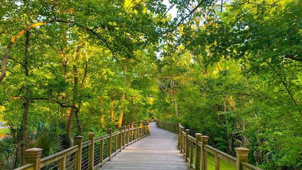 Eine Holzbrücke mit Geländern, umgeben von üppigem Grün.
