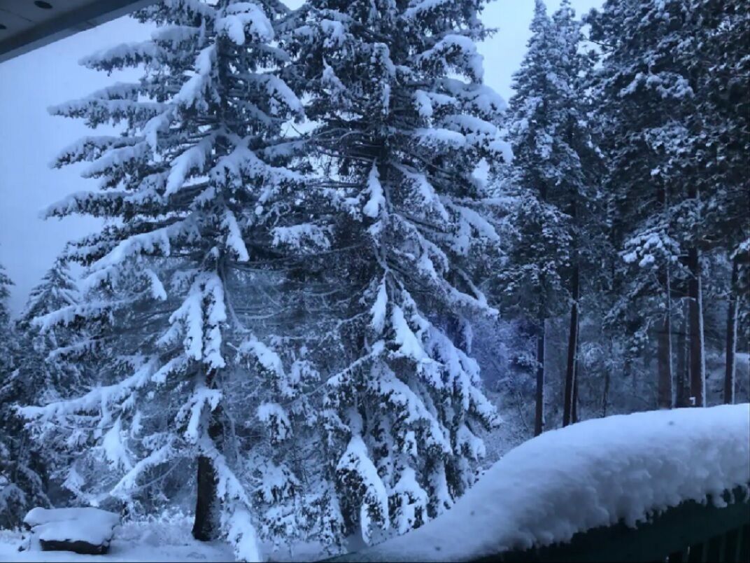 A snowy forest scene with tall evergreen trees covered in snow.