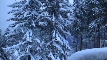 A snowy forest scene with tall evergreen trees covered in snow.