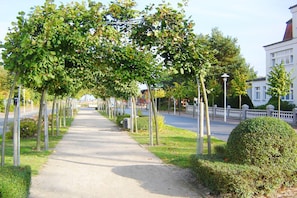 A tree-lined pathway with a sidewalk, a white fence, and a building in the background.