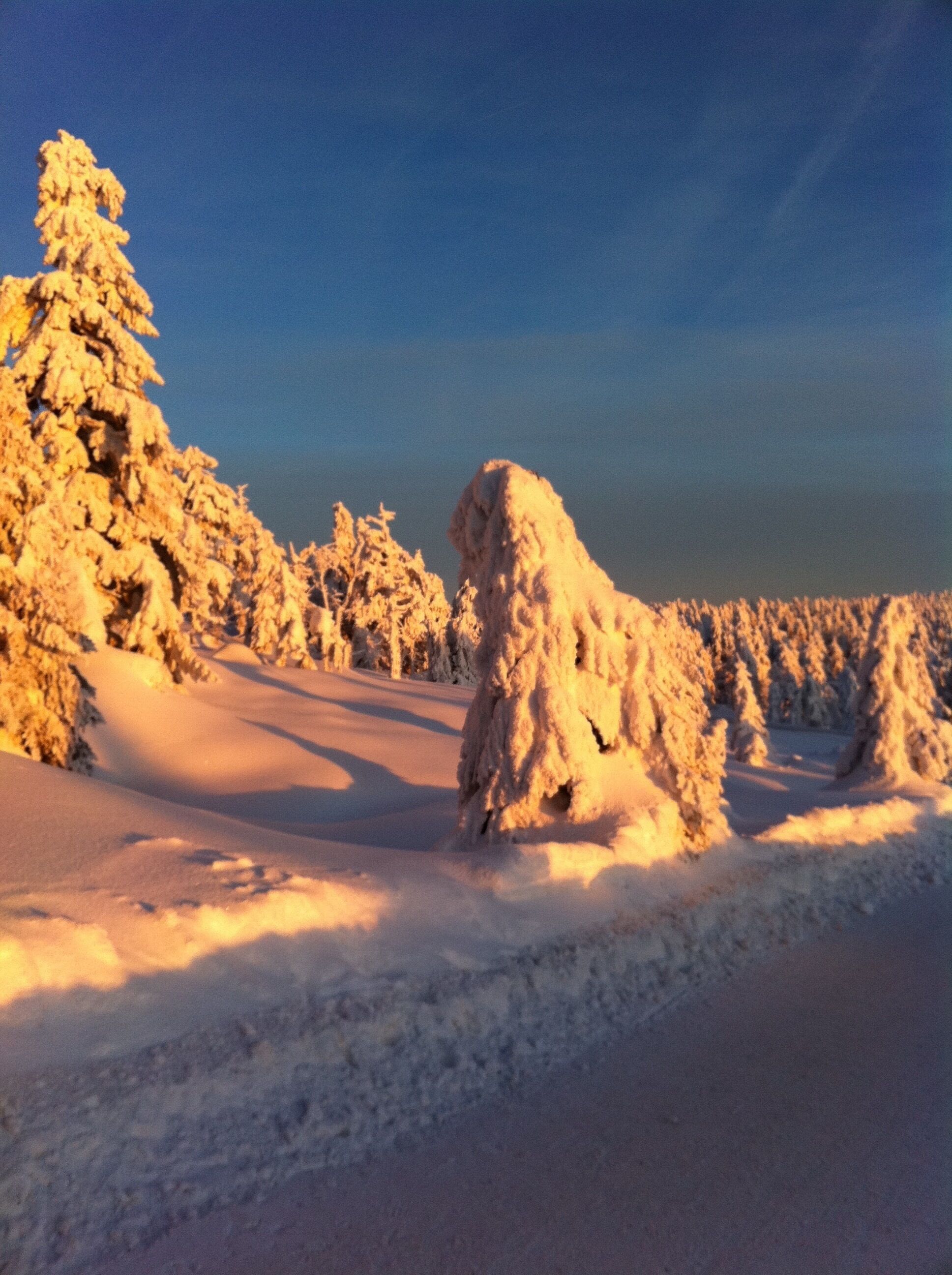 Lumipeitteinen maisema, jossa puut ovat lumen peitossa.