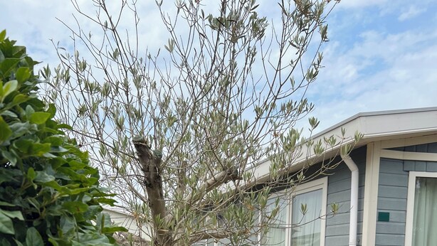 A row of modern mobile homes with large windows, surrounded by lush greenery and a small tree. - Lovely Beach House for 4 persons within walking distance from the Beach  (Breskens)