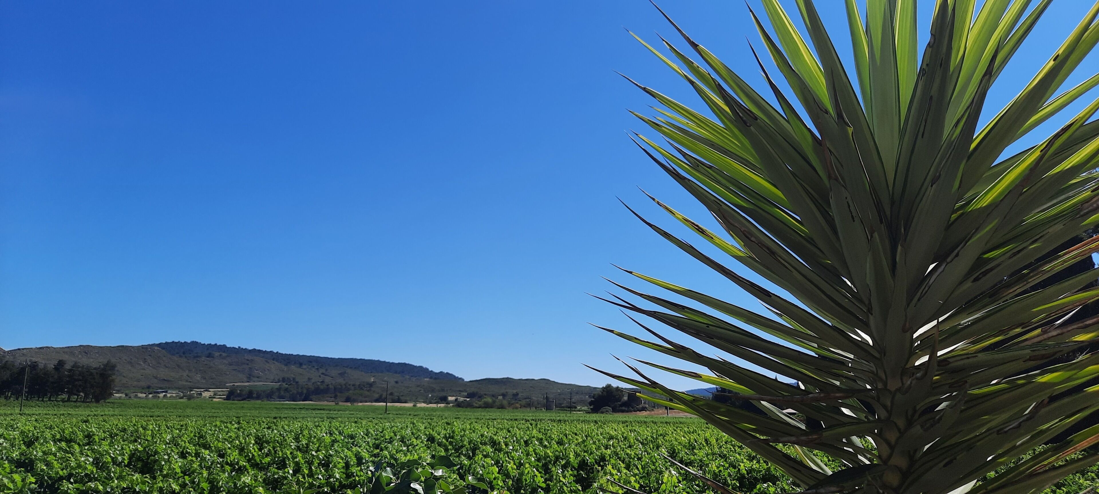 A field with a prominent agave plant in the foreground and a hilly landscape in the background.