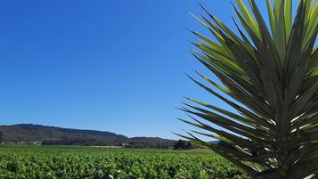 A field with a prominent agave plant in the foreground and a hilly landscape in the background.