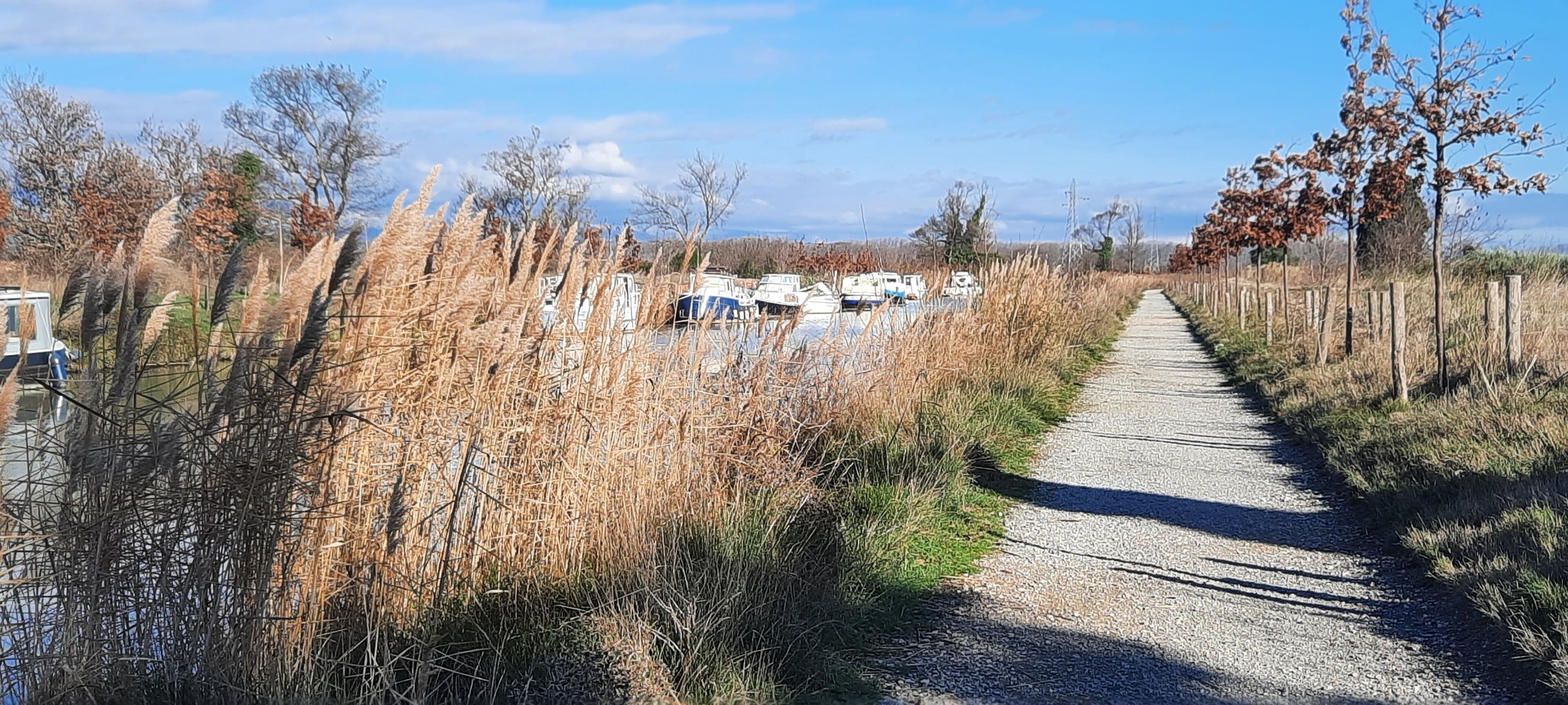 A gravel path leading to a row of boats, surrounded by tall grasses and trees.