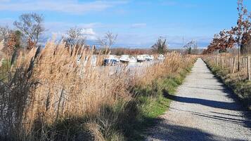 A gravel path leading to a row of boats, surrounded by tall grasses and trees.