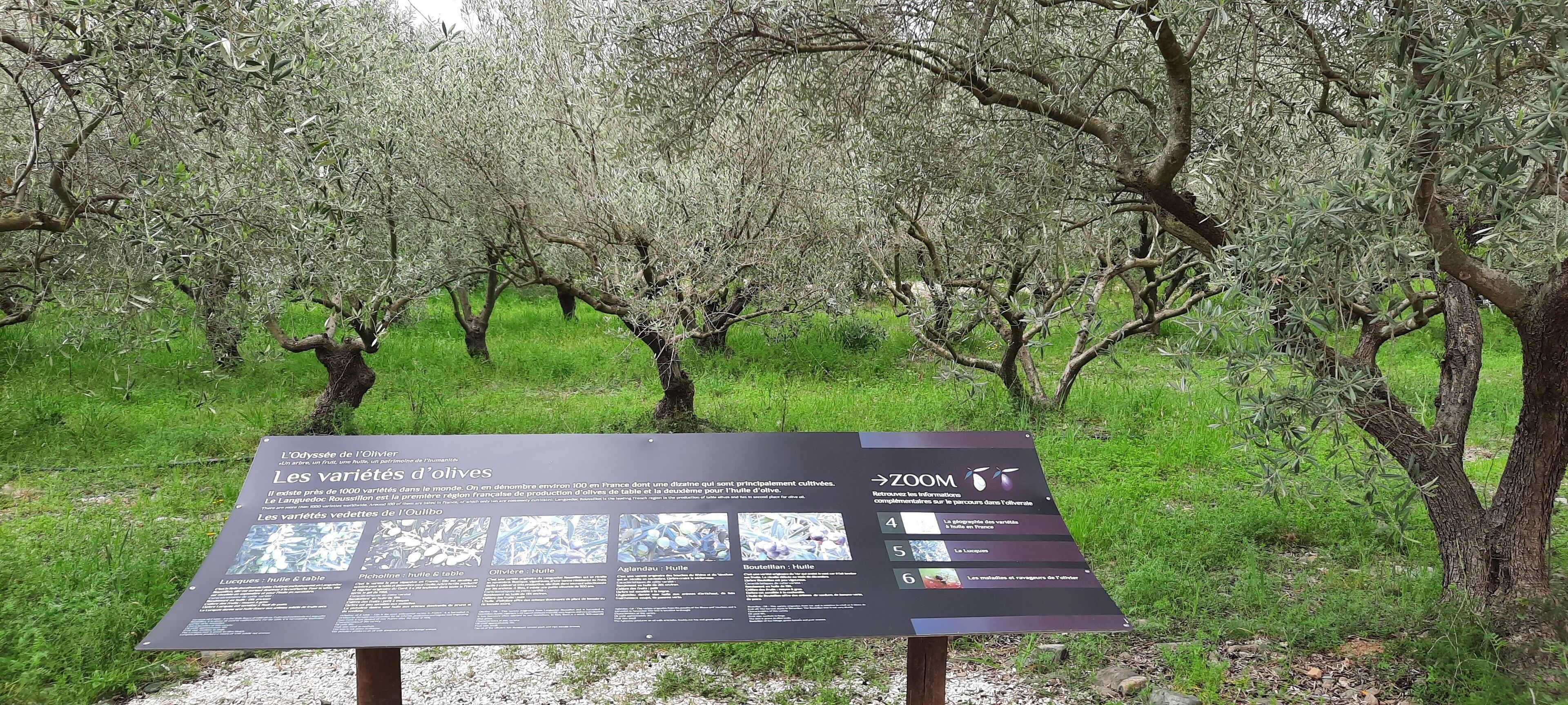 Segnaletica informativa sulle varietà di olive in un uliveto.