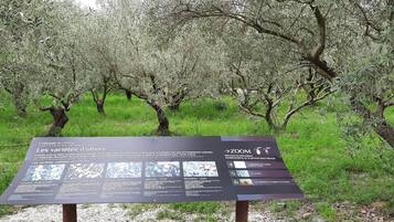Segnaletica informativa sulle varietà di olive in un uliveto.