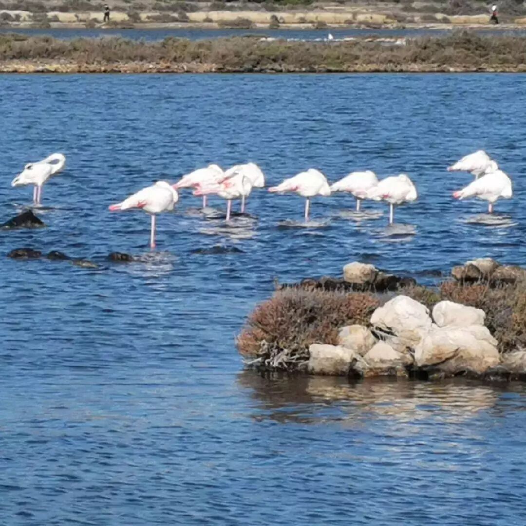 Un groupe de flamants roses se tient dans une eau peu profonde, près d’une formation rocheuse.