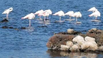 Un groupe de flamants roses se tient dans une eau peu profonde, près d’une formation rocheuse.