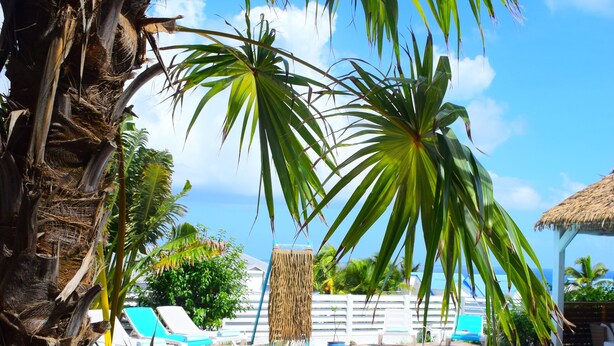 Un área de piscina con sillones de descanso y palmeras.