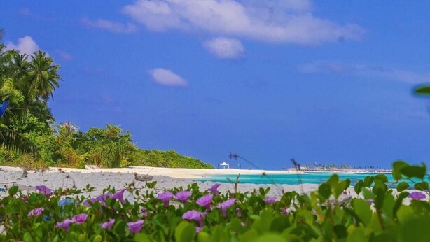 Een strand met helder turquoise water, palmbomen en een witte kiosk.