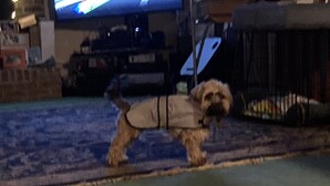 Een hond met tuig op een kamer met een patroon tapijt.